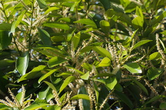 Lithocarpus edulis
