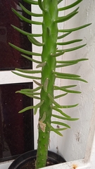 Austrocylindropuntia subulata