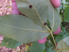 Phylloxera caryaeglobuli