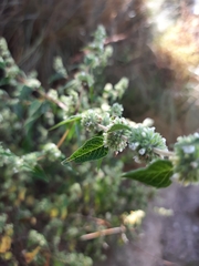 Minthostachys mollis