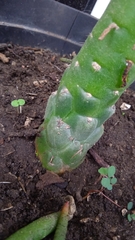 Austrocylindropuntia subulata