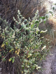 Minthostachys mollis