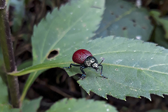 Elytrosphaera lahtivirtai