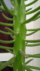 Austrocylindropuntia subulata