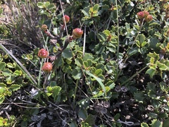 Ceanothus decornutus