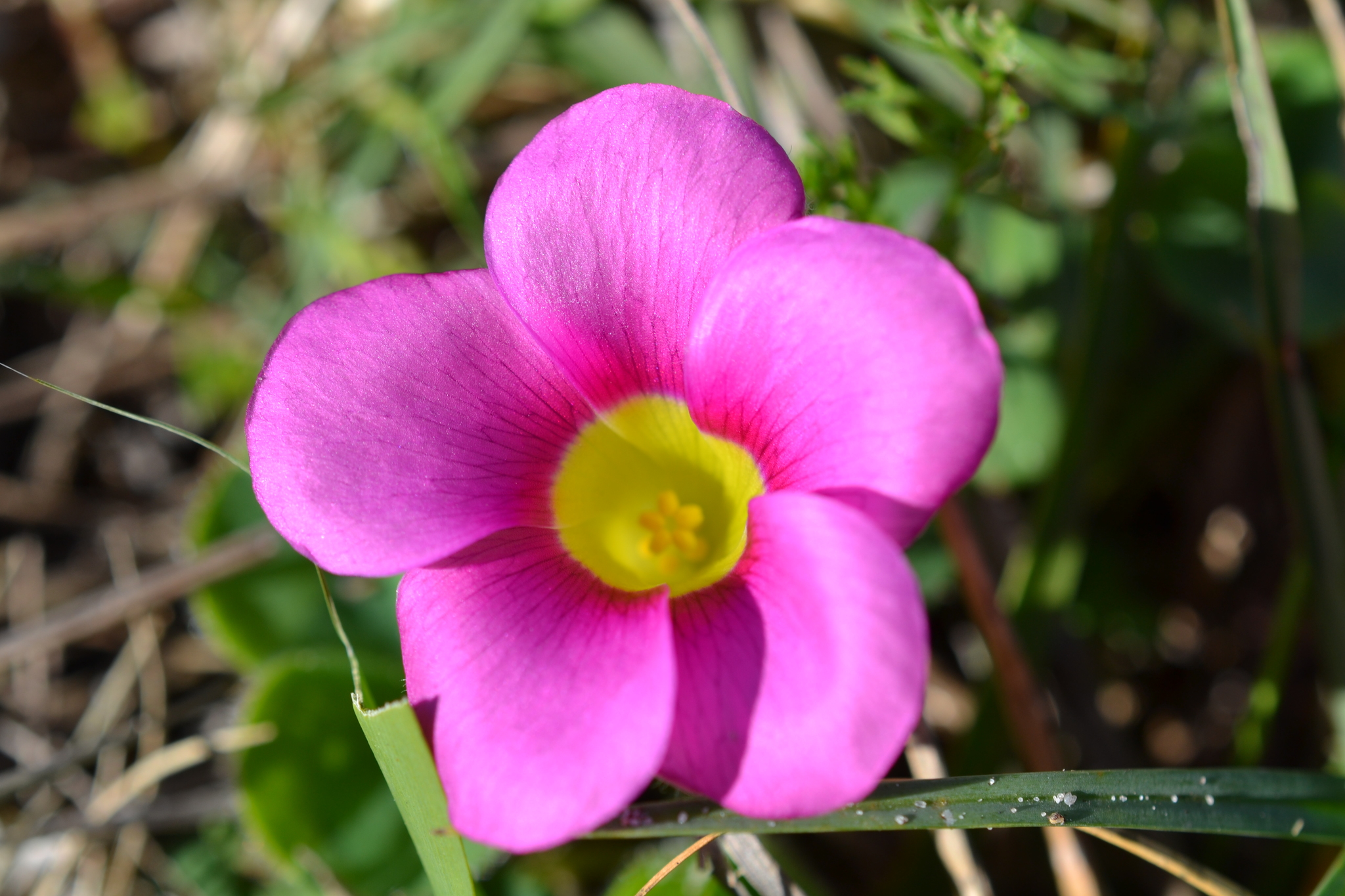 Oxalis purpurea
