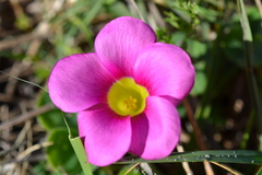Oxalis purpurea - Photo (c) Hayley-May Wittridge, algunos derechos reservados (CC BY-NC), subido por Hayley-May Wittridge