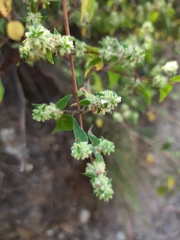 Minthostachys mollis