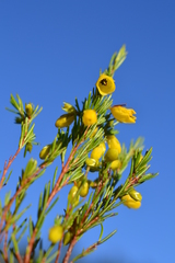 Erica campanularis