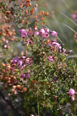 Erica hirta