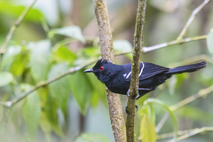 Pyriglena leucoptera