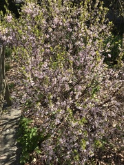 Daphne genkwa