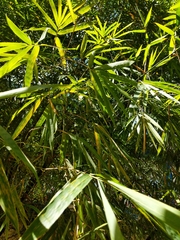 Liliopsida