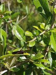 Phyllomydas parvulus