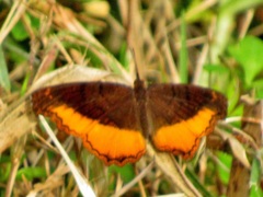 Eurytela dryope angulata
