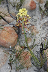 Tritoniopsis parviflora parviflora