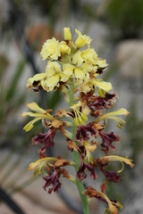 Tritoniopsis parviflora parviflora