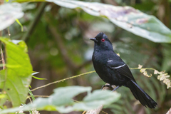 Pyriglena leucoptera
