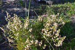 Erica margaritacea