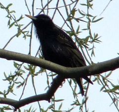 Sturnus vulgaris