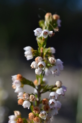 Erica margaritacea