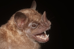 Artibeus jamaicensis yucatanicus