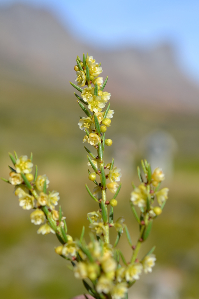 Clutia ericoides