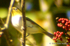 Zosterops erythropleurus