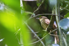 Syndactyla rufosuperciliata