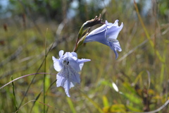 Gladiolus gracilis