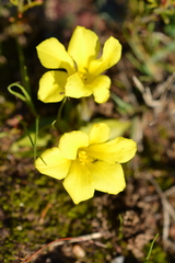 Moraea fugacissima