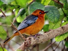 Cossypha natalensis natalensis