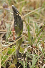 Sophoreae
