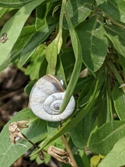Xerolenta obvia