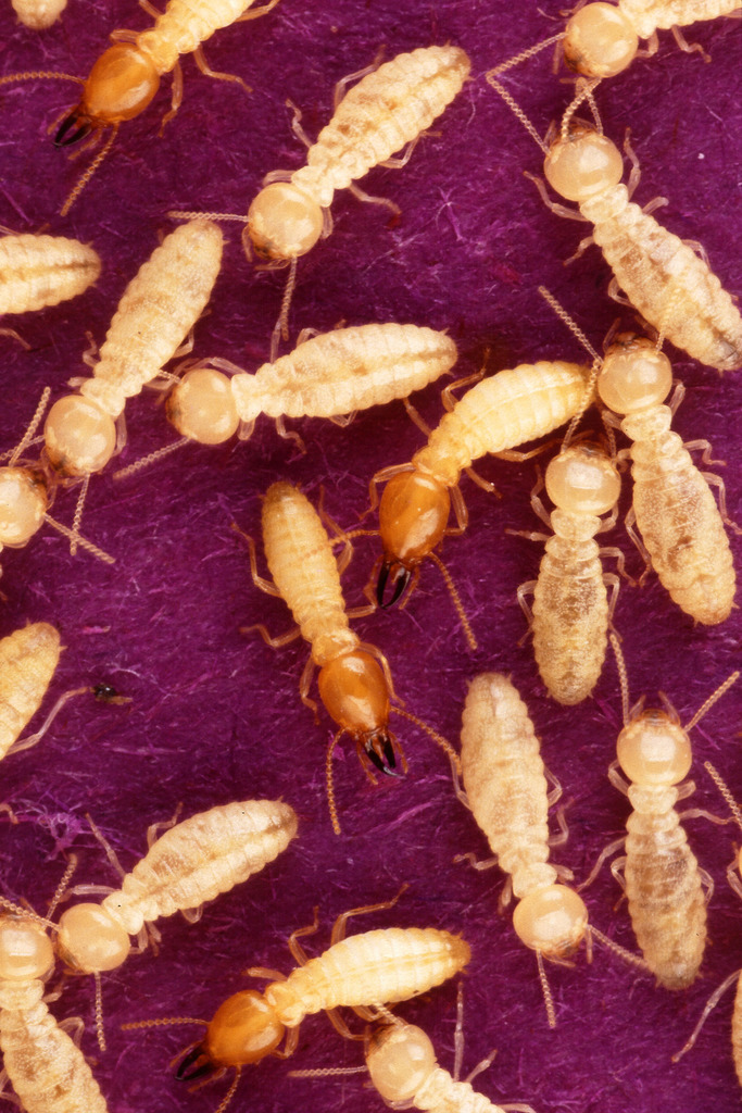 Formosan subterranean termite