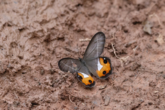 Pierella nereis