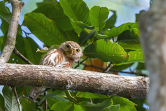 Glaucidium minutissimum