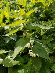 Lamium album