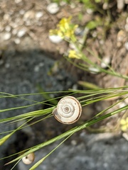 Xerolenta obvia