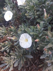 Convolvulus