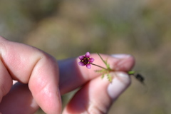 Diascia capensis
