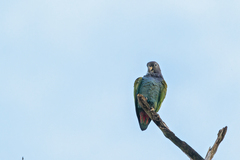 Pionus menstruus reichenowi