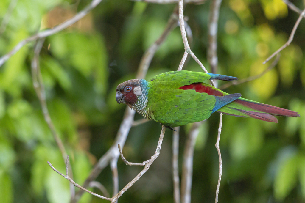 Maroon-faced Parakeet photo