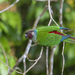 Maroon-faced Parakeet - Photo (c) Gabriel Bonfa, some rights reserved (CC BY-NC), uploaded by Gabriel Bonfa