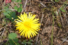 Lampranthus reptans