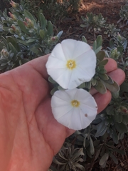 Convolvulus