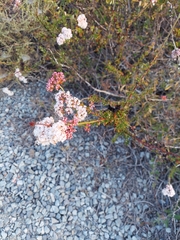Eriogonum fasciculatum foliolosum