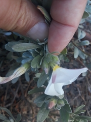 Convolvulus