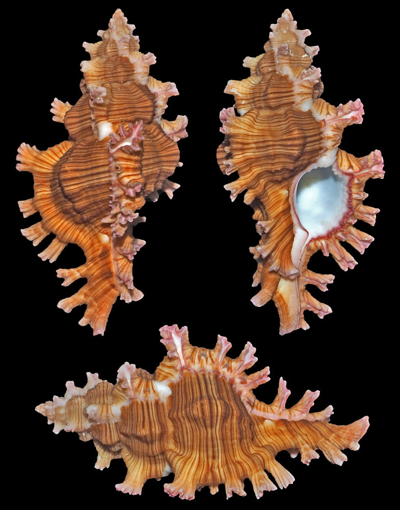 Chicoreus