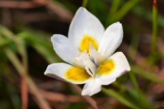 Moraea tricolor